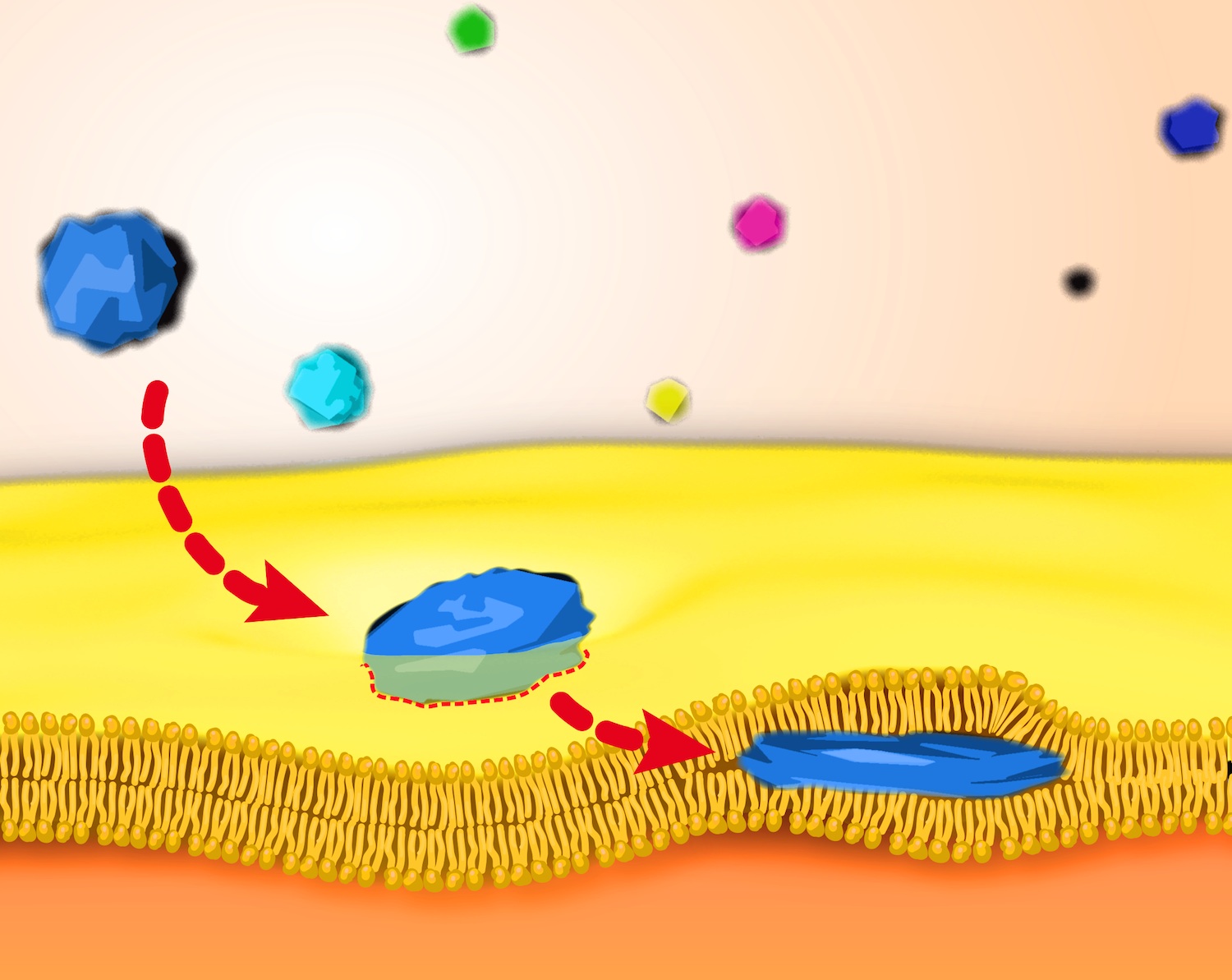Association of polymers and small solute molecules with phospholipid membranes